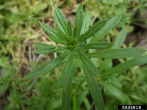 catch weed bedstraw