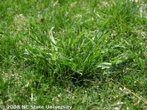 annual rye grass