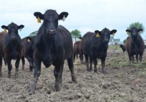 photo of replacement heifers