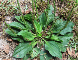 paleseed plaintain