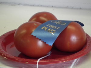plate of tomatoes with first place ribbon