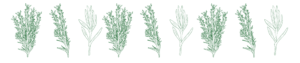 Cover photo for Cooking With Herbs Workshop