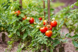 tomatoes on the vine in the garden