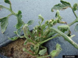 Herbicide damage on tomato plant