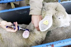 Cover photo for Sheep and Goat Flock Vaccinations