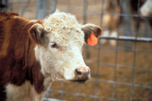 cow with insecticidal eartag