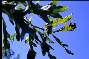 Oak branch with with acorn