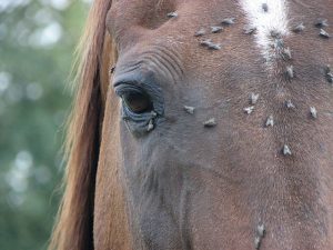 flies on horse