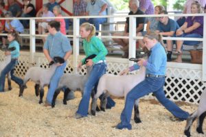 Cover photo for Burke County Youth Livestock Show