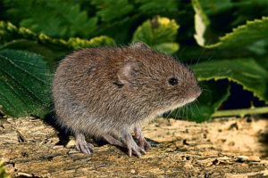 pine vole
