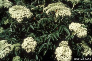 photo of elderberry plant