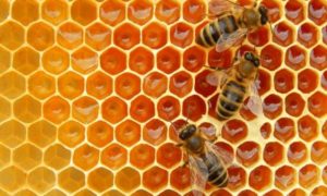 photo of honeybees on hive