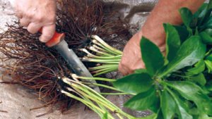 dividing perennials with a knife