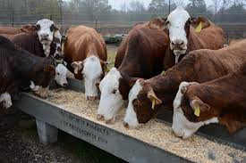 cattle eating supplements