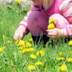 child picking dandelions