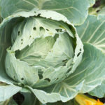 worm damaged cabbage plant