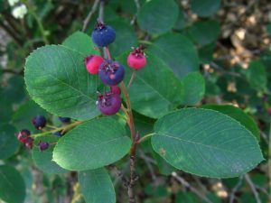 berries on serviceberry plant