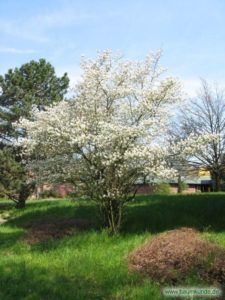 serviceberry plant in bloom