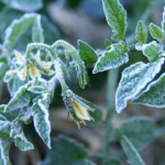 tomato plant with frost on it