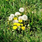 dandelion flowers and seeds
