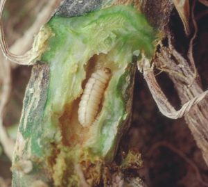 squash vine borer larva 