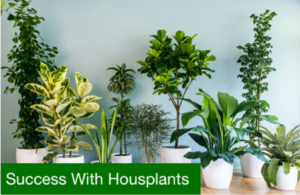 success with houseplants flyer