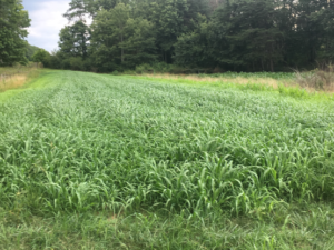 summer annual grass pasture