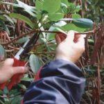 pruning rhododendrons