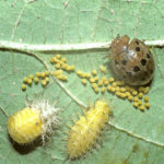 Mexican bean beetle, larvae and eggs on bean plant leaf