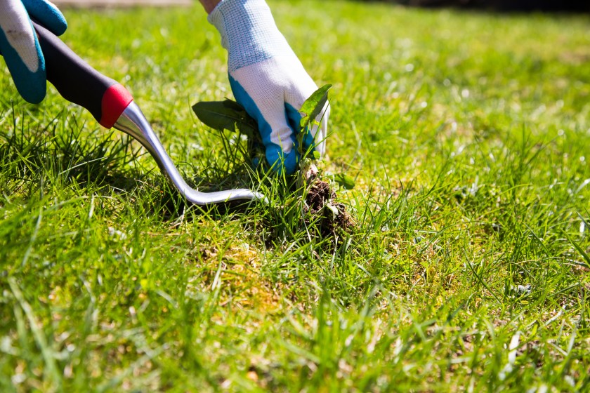 weed-control-in-the-lawn-and-garden-n-c-cooperative-extension