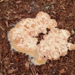 slime mold on mulch