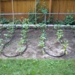 soaker hose laid out around plants in garden