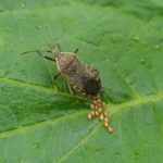 squash bug laying eggs on squash leaf