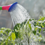 hose sprayer watering plants