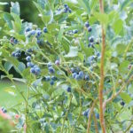 blueberry bush with ripe blueberries