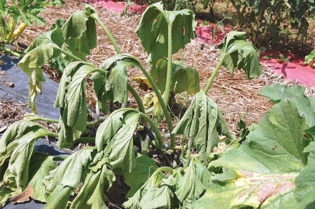 Garden Pest Alert Squash Vine Borer N.C. Cooperative Extension