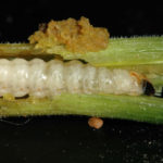 squash vine borer larva in stem of plant