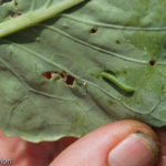 hand holding leaf of cabbage plant with a cabbage worm on it