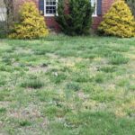 lawn with weeds