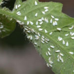 whiteflies on leaf of tomato plant