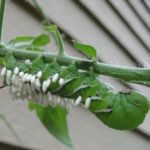 parasitized hornworm on tomato plant