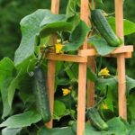 cucumbers growing on a trellis