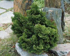 Hinoki Cypress shrub