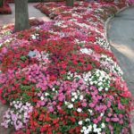 flower beds of assorted colored impatiens