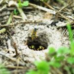 yellow jackets in nest