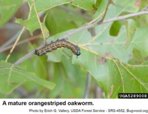 orangestriped oakworm on tree leaf