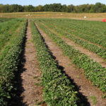 rows of strawberry plants in a field