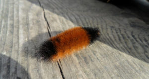 wooly bear caterpillar on wood floor