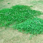 patch of clover in a lawn