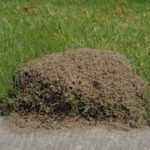fire ant mound in edge of lawn
